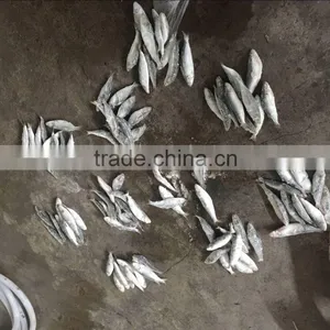 Dongguan Beinuo Sardine Frozen Sagax From China Famous Supplier thumbnail-6