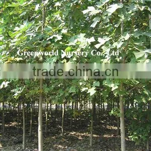 Liriodendron Tulipifera Cold Hardy Trees thumbnail-1