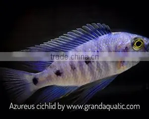 Malawi Cichlid Fish Farm and Exporter thumbnail-1