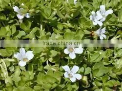 BACOPA DRY EXTRACT thumbnail-2
