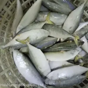 Frozen Indian Mackerel thumbnail-2
