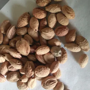 Wholesale Landscape Ripe Hybrid New Cherry Seeds Tree Planting Cherry Blossom Seeds for Sale thumbnail-1