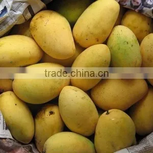 Fresh Mango thumbnail-1