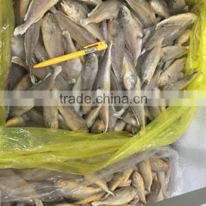 Yellow Croaker Supplier thumbnail-1