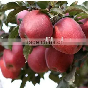 Dark Red Huaniu Apple thumbnail-6