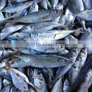 2016new Coming Frozen Horse Mackrel for Sale thumbnail-2