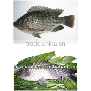 Whole Round Tilapia Suppliers From China thumbnail-1