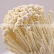 Fresh Mushroom/Fresh Enoki for Sale thumbnail-1