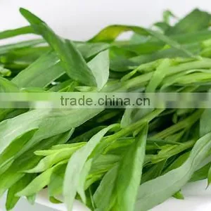 100% Original Tarragon Essential Oil thumbnail-1