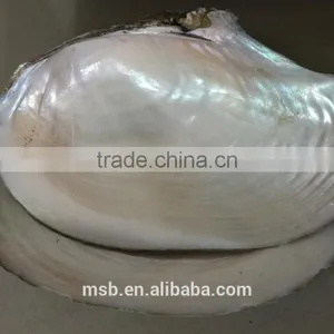 White Mother of Pearl Farmed Freshwater Raw River Shell thumbnail-4