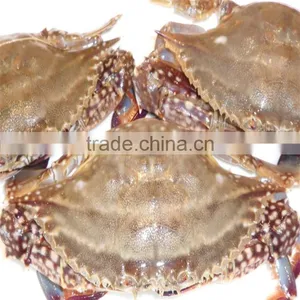IQF Fresh Frozen Blue Swimming Crabs From Better Factory thumbnail-1