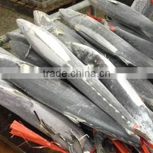 Fishing Net Newly Coming150-250g Spanish Mackerel, Scomberomorus Niphonius thumbnail-1