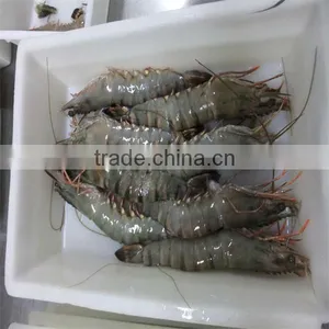 Frozen Pasta With Shrimp thumbnail-1