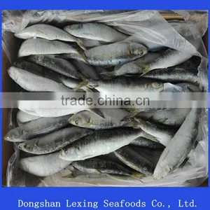 Frozen Whole Round Sardine for Bait thumbnail-1