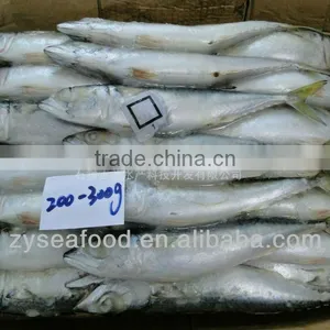 Scomber Japonicus IQF Frozen Pacific Mackerel thumbnail-1