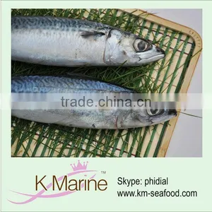 Live Fish of Frozen Mackerel Fish thumbnail-1