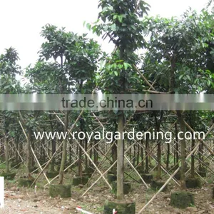Ficus Altissima Field thumbnail-1