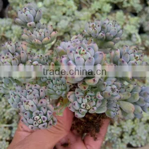 Graptopetalum Pachyphyllum Bluebean / Succulent Echeveria Blackberry thumbnail-1