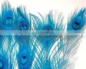 Good Quality With Full Eye Cheap Coloured Peacock Feathers thumbnail-2