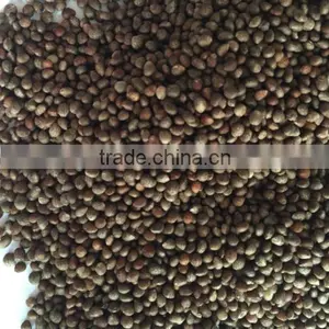 Perilla Seeds thumbnail-1
