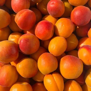 Fresh Apricots thumbnail-1