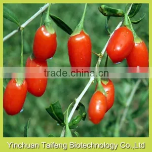 no Pesticide Goji Fruit thumbnail-1