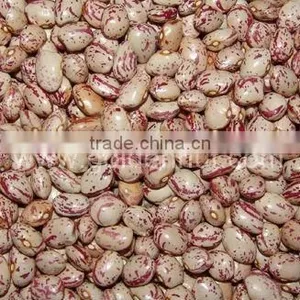 Light Speckled Beans(round Shape) thumbnail-1