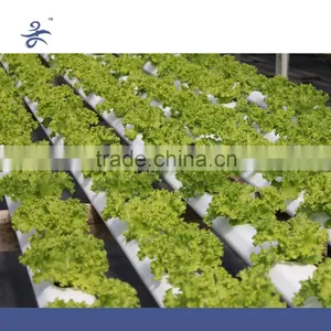 Flat Hydroponic Frame , Hydroponic System thumbnail-3