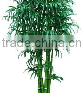 Green Bamboo Plant Planted in Pot thumbnail-1