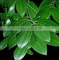 Cinnamon Oil High Quality With Best Price thumbnail-1