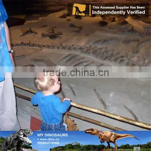 MY Dino-C097 Educational Fiberglass Dinosaur Skeleton Specimens thumbnail-5