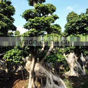 Woody Large Indoor Plants for Sale thumbnail-4