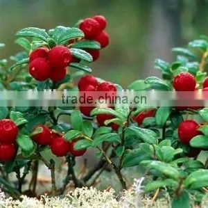 Lingonberry Extract 25% Anthocyanidins thumbnail-1