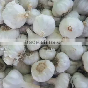 Wholesale Garlic Pure White Garlic 4.5cm-5cm thumbnail-3