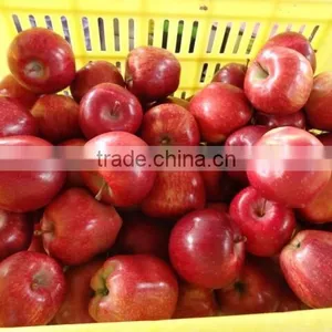 HUANIU APPLE thumbnail-4