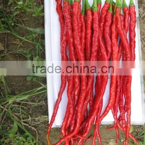 Hot Sale Hybrid High Yield Chili Pepper Seeds-Jiao Long thumbnail-2