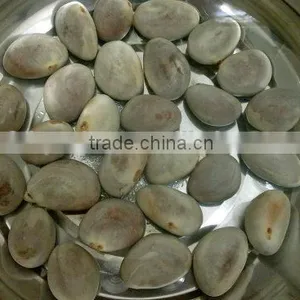 Big Friut Jackfruit Fruit Seeds Artocarpus Heterophyllus Seeds For Planting thumbnail-4