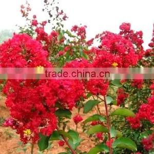 Heirloom Lagerstroemia Crape Myrtlette Crepe Myrtle Dwarf Shrubs Bonsai Red Bulk Seeds thumbnail-1