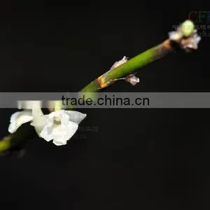 Dendrobium Seedling thumbnail-3