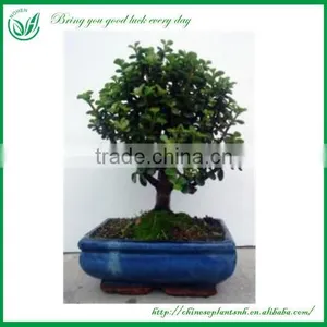 Mini Indoor Potted Plant thumbnail-6