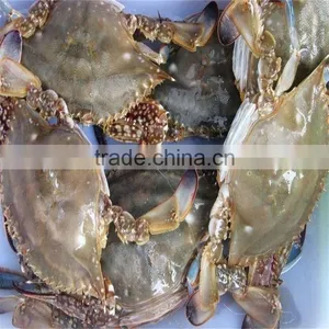 Frozen Whole Round Blue Swimming Crabs With Better Services thumbnail-1
