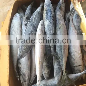 Hight Quality Frozen Pacific Mackerel for Sale thumbnail-5
