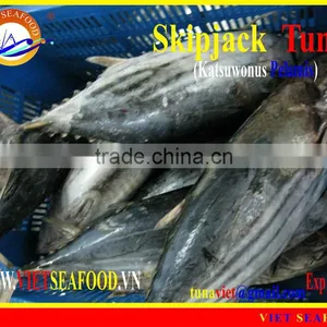 W/R FROZEN SKIPJACK TUNA thumbnail-1