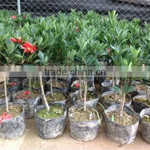 Camellia Azalea thumbnail-1