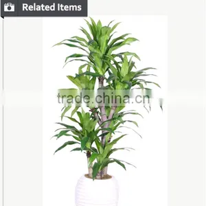 Cheap Artificial Large Potted Plants for Living Room Setting thumbnail-5