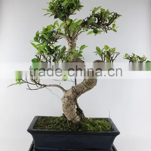 Ficus 30cm Art thumbnail-1