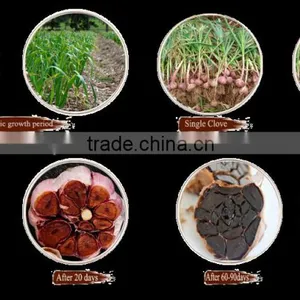Amino Acids Food Supplement-black Garlic Ready Food thumbnail-3