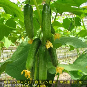 100pcs Holland Sale Hybrid f1 Cucumber Seeds White Green Diva Pueudo Cucumber Seeds for Planting thumbnail-1