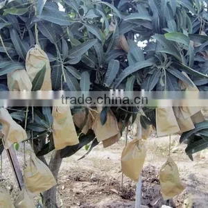 Mango Fruit Growing Paper Bag thumbnail-6
