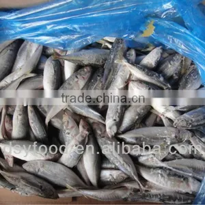 Frozen Horse Mackerel Canned Fish thumbnail-1